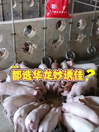 养猪人必备教槽料!贪吃不拉稀,断奶不掉膘,每包立减30元!顺丰包邮到家
