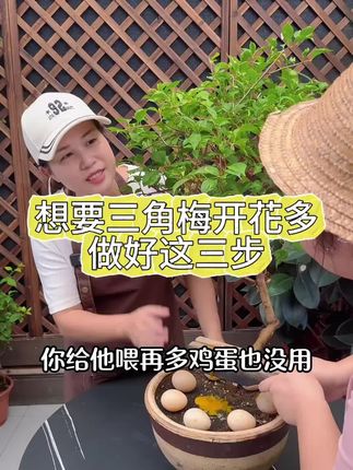 三角梅梅花专用肥料通用盆栽有机花肥促生长改善土壤颗粒缓释底肥#三角梅专用肥 #梅花肥料 #通用有机肥