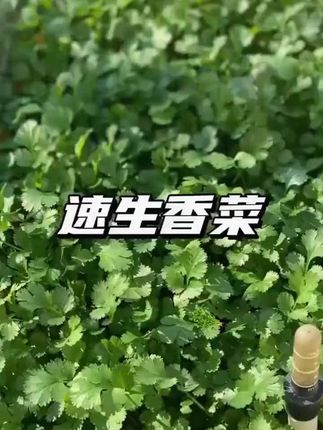 国庆前后还不知道种菜种什么的,推荐你种我们这款高产的四季香菜种子哦,它种植简单产量高,喜欢吃的赶紧种一些吧