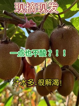 徐香猕猴桃,新鲜上市,口感鲜香,汁水漫溢,现摘现发,立即领劵
