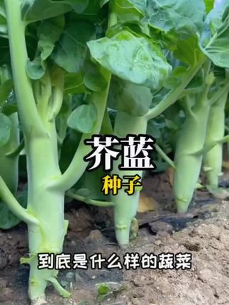 鸡腿芥蓝种子,好吃好种产量高,喜欢吃的赶紧种一些吧