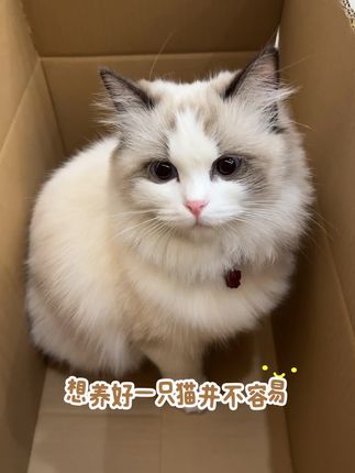 养宠党冲!吉米迪鸡肉鳕鱼味无谷全阶段,冻干双拼含益生菌猫粮,猫咪爱~