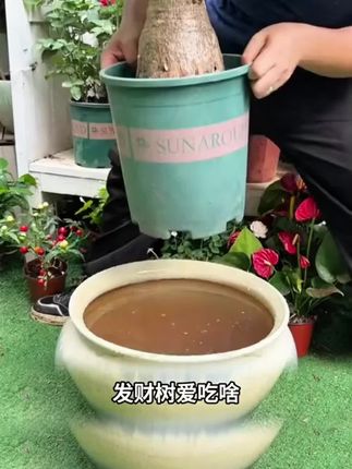 适合懒人用的植物再生剂,不用兑水稀释,直接插土里就可以#养花达人#养花技巧