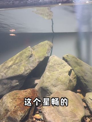 一眼沦陷!金晶超白玻璃鱼缸,水清鱼靓像悬浮,客厅氛围感直接拉满。