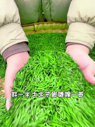 明前雀舌新茶正宗湄潭芽茶毛尖贵州高山浓香型茶叶【一叶一芽】
