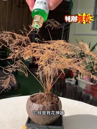 这就是救花神器,发财树养成这个鬼样子,不要着急,你就给它浇这种水,它能激活植物根系生长活力促进生长#花卉绿植