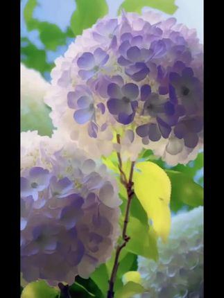 爱美的公主怎么少得了这款双层裙摆蕾丝发圈 搭配小裙子太仙了#小众设计感#精致女人必备#大肠发圈#发饰头饰真的很加分