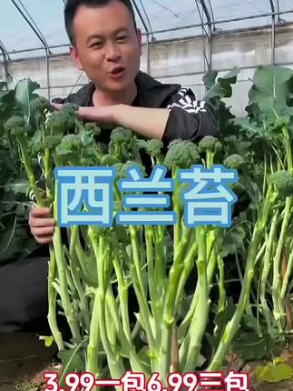 西兰花大家都吃过,西兰苔肯定没吃过,家里空地花盆种上些吧 #蔬菜种子 #在家种菜 #西兰苔 #优质农产品
