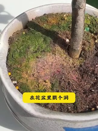 经常用这个再生剂,你的植物就不会出现黄叶掉叶的问题。#花肥 #花卉绿植 #养花小知识