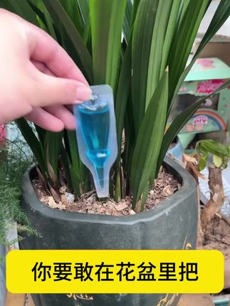 它就是植物复活神器,促进黄叶变绿叶叶子绿油油,绿植花卉都可以试一试!