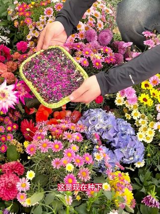 #九月 种上它,国庆全家乐哈哈,快来试试这个#花海 组合种子,长成就是一片五彩斑斓的花海#花园 #绿化 #庭院
