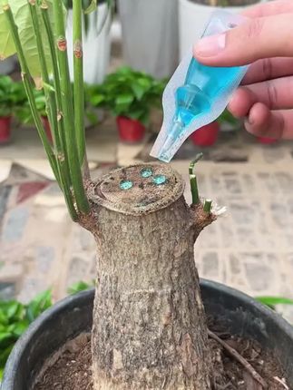 家里的盆栽出现这些情况,记得赶紧用这个免稀释植物再生液#缓释肥#养护小知识