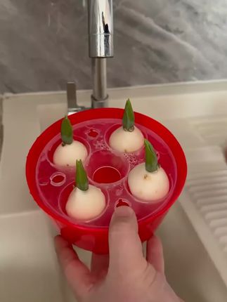 想要过年的时候家里有浪漫的#郁金香 现在就要种下这个#郁金香种球 放在水里就可以#郁金香#水培郁金香