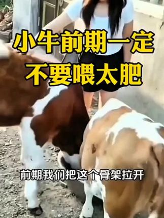 #猪牛羊养殖#三农#养牛#养牛人#育肥牛#猪牛羊养殖#畜牧养殖