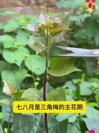 家里的三角梅黄叶、掉叶、烂根、不开花的可能是缺少氮磷钾,快试试这个三角梅专用再生剂