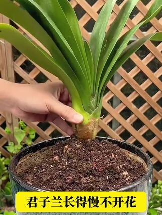 它就是植物复活神器,促进黄叶变绿叶叶子绿油油,绿植花卉都可以试一试!