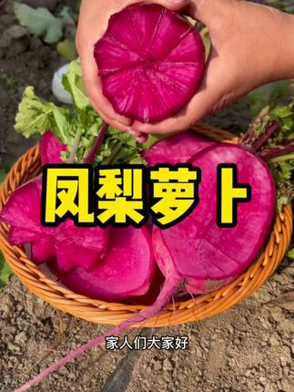 凤梨萝卜种子甜脆水果红皮红心萝卜籽阳台盆菜种子