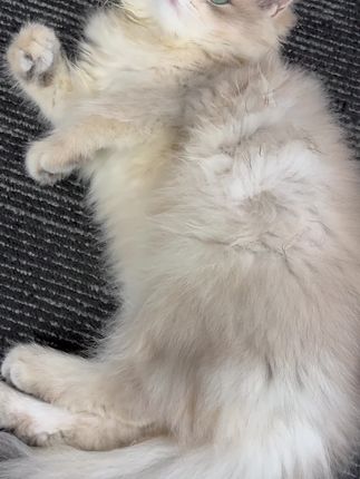 猫咪健康成长,放心购买无压力! 1-12个月幼猫专用猫粮#一招打开宠物的清凉夏天 #不出门带宠溜达的办法有了 #贾乃亮捐赠了10吨宠物粮 #会吐舌的恐龙耶 #萌宠的夏日躺平大赛