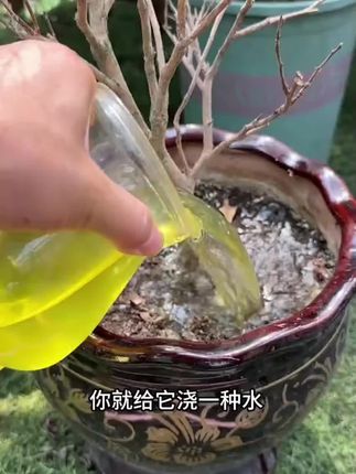 植物焦尖掉叶等各种问题,可以用这个枯草芽孢杆菌预防