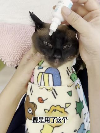 挑战全网最快控猫法,一裹一贴,犟种秒变乖宝宝,快来试试这个神奇的裹猫布吧!#超有趣的萌宠装备大赏# 宠宠超能力