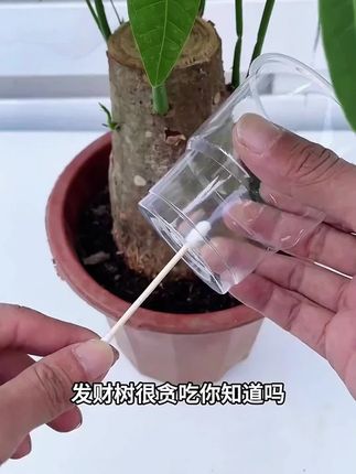 家里的盆栽出现这些情况,记得赶紧用这个免稀释植物再生液#缓释肥#养护小知识