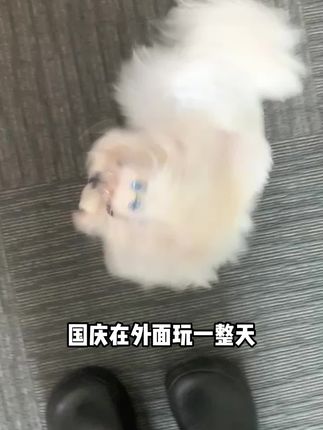 超级好用的赛级宠物碎毛胶,涂完小狗的毛发再也不会乱乱的啦