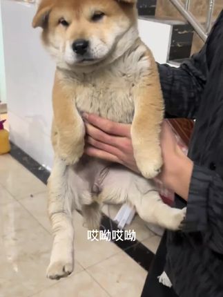 在家自己给猫狗驱虫,简单方便又省钱,快点试试吧