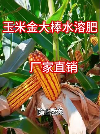 玉米要想棒子大就用金大棒