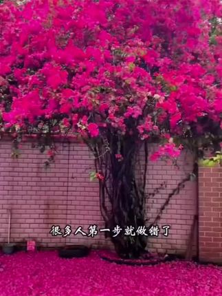 养花想要开花多,那就用它 #开花粉 快把家里的植物都安排上