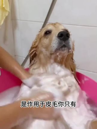 天望超萌好物宠物猫专用沐浴露适用清洁护肤干净毛发通用除螨除臭