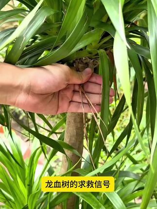 龙血树专用液!防止黄叶枯叶烂根浓缩龙血树液,并增肥促芽,使叶子油绿根枝粗壮#花卉绿植 #龙血树