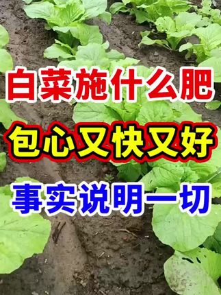 大白菜种植全攻略:时间选择与种植方法详解.