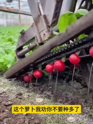 樱桃萝卜种子,易种植,产量高,生长速度快,懒人新手都能种植,适合阳台花盆小院,炒菜涮火锅都好吃的#中秋好物