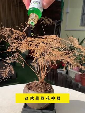 植物复活液,激发植物枝干根系生长活力,促生新根新芽。光杆黄叶落叶的绿植花卉都可以试一试!