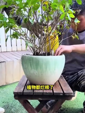黄叶掉叶烂根,半死不活的,花盆里只要浇上一点这个,很快枝繁叶茂开花爆盆!