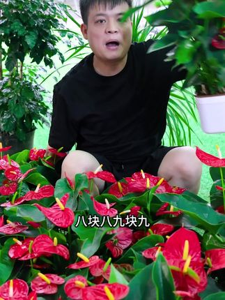 千万别小瞧这盆红掌,办公室放它,甲醛异味全跑光
