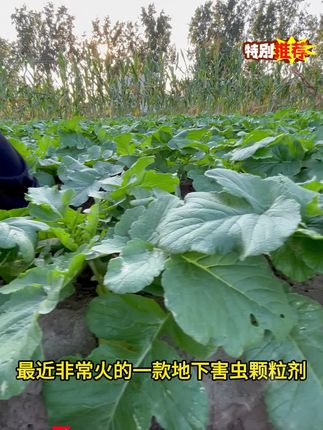 地下害虫专用杀虫剂,蛴螬,蝼蛄,地蛆,地老虎