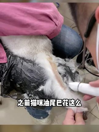 猫咪黑下巴油尾巴一定不要忽视,用这个清洁泡沫就能洗就好了