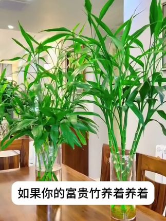 新买的富贵竹跟我做好这几步,不但能减少黄叶,还能长得根系发达#花卉绿植 #水培植物