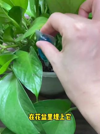 植物焦尖掉叶,叶子发黄还烂根等各种问题,可以用这个植物再生液,一支插进去就够了!#养花#种植技巧