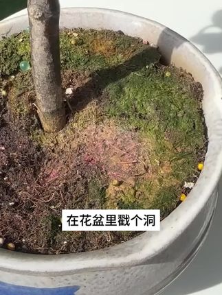 想要植物长得好,这款再生剂不能少,很快枝繁叶茂开花多