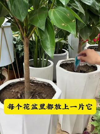 现在这个时间要抓紧时间给家里的 #花卉绿植 追施一波肥了#爱生活爱养花