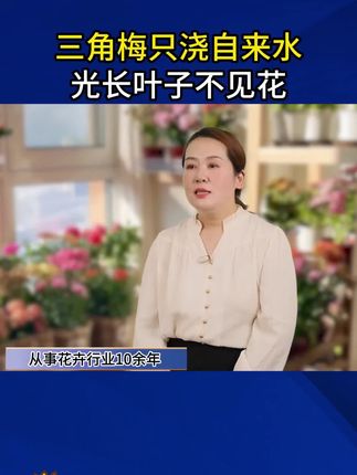 三角梅不发新芽,光秃秃的,更别想看它开花了,这是缺少了养分,可以给他用这个营养肥补充#花卉绿植 #三角梅