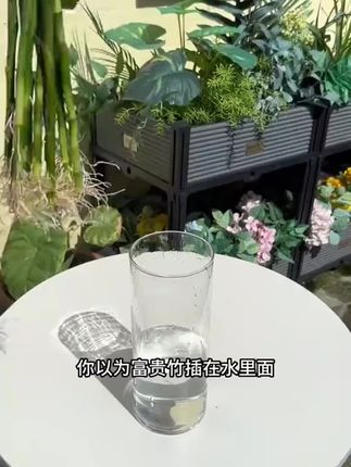 富贵竹黄叶烂根?给它浇这种水,富贵竹根系发达枝繁叶茂!