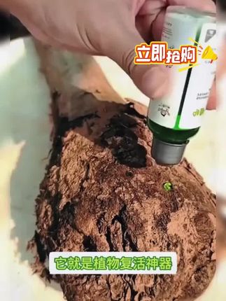 这就是救花神器,家里植物养成这个鬼样子,不要着急,你就给它浇这种水,它能激活植物根系生长活力促进生长#花卉绿植