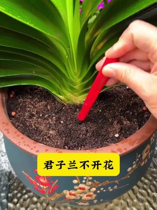 家里的绿植枯黄、不开花、掉叶,赶紧用上植物缓释棒很快枝繁叶茂爱开花!