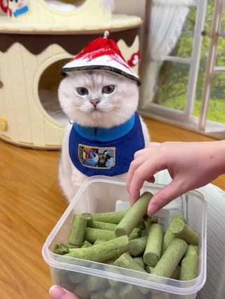 北兜兜猫草棒磨牙棒新鲜宠物零食去毛球#温和排毛球#化毛营养猫零食