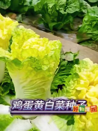 蛋黄心黄心大白菜,口感细腻香甜,非常耐储存!推荐你也种一些!#黄心白菜 #蔬菜种子 #三农