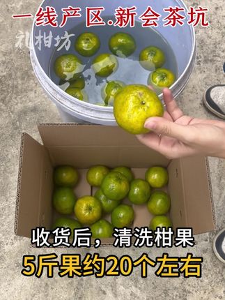 正宗新会柑一线产区茶坑,欢迎直接购买和上面采摘