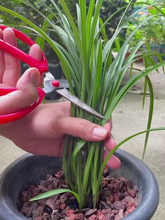 适合懒人用的植物再生剂,不用兑水稀释,直接插土里就可以 #园艺 #养花达人#绿植花卉#室内绿植